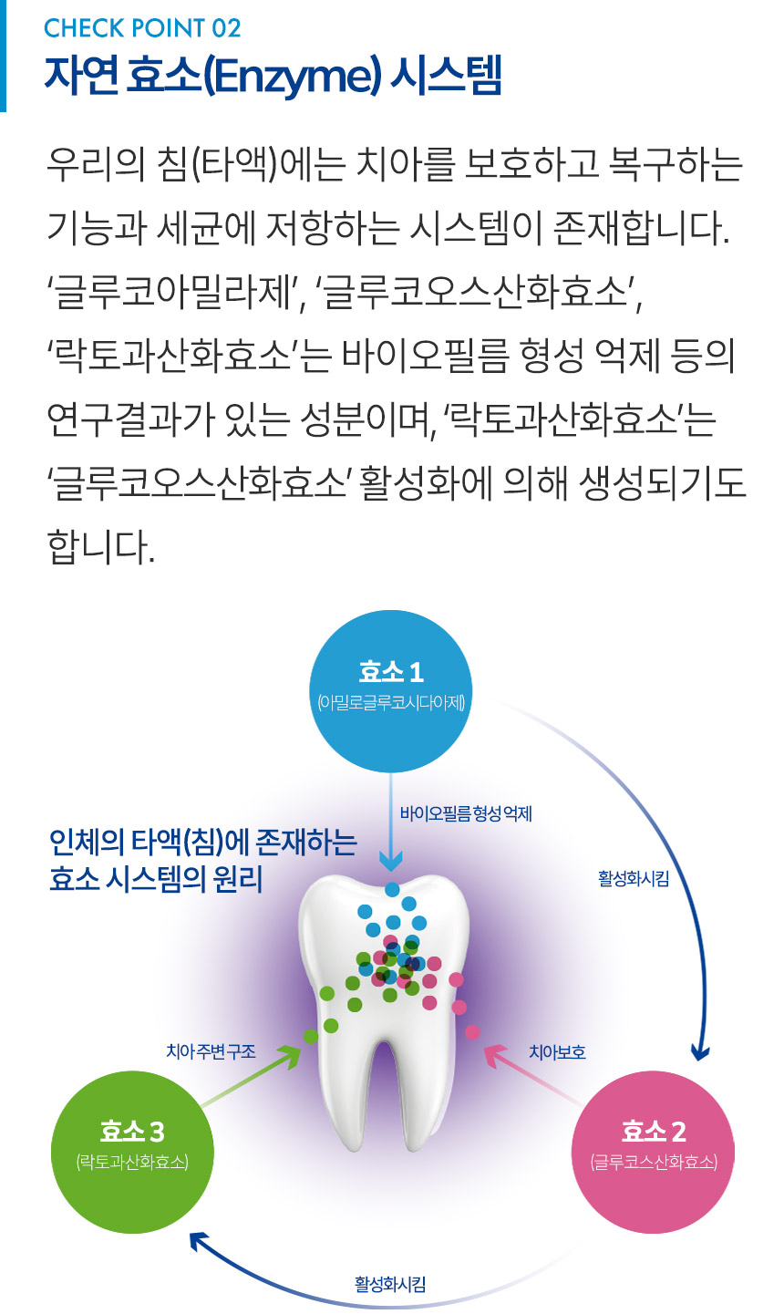 우리의 침(타액)에는 치아를 보호하는 기능과 세균에 저항하는 시스템이 존재합니다. ‘글루코아밀라제’, ‘글루코오스산화효소’, ‘락토과산화효소’는 바이오필름 형성 억제 등의 연구결과가 있는 성분이며, ‘락토과산화효소’는 ‘글루코오스산화효소’ 활성화에 의해 생성되기도 합니다.